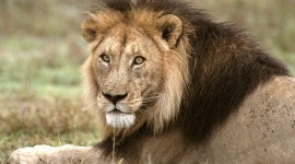 Panthera Leo Persica Photo Download
