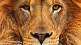 Panthera Leo Persica Wallpaper For IPhone