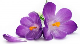 Purple Flowers Desktop Wallpaper