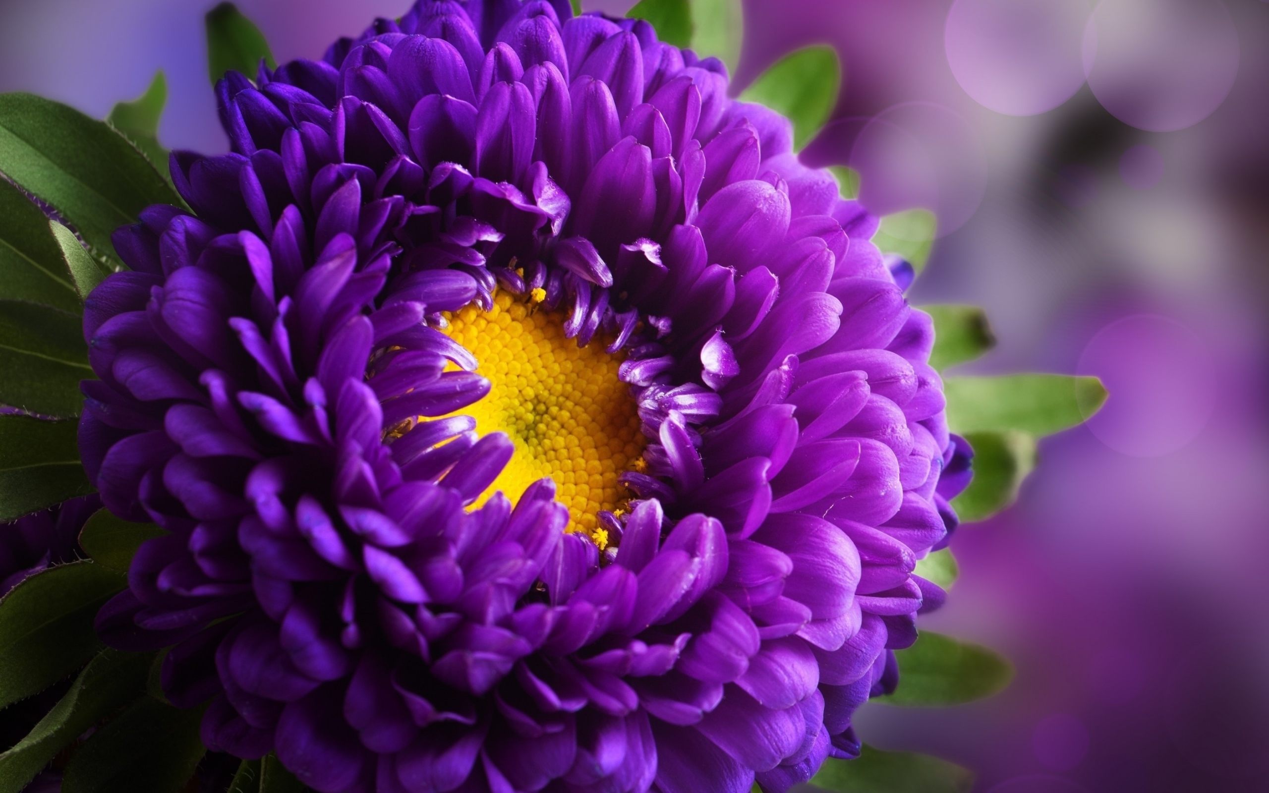 Purple Flowers Wallpapers High Quality | Download Free