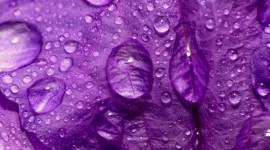 Purple Flowers Wallpaper HQ