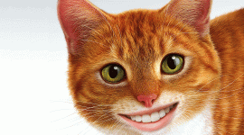 Smiling Cats Image Download