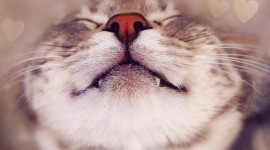 Smiling Cats Photo Free