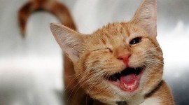 Smiling Cats Wallpaper For Desktop