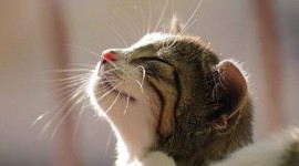 Smiling Cats Wallpaper Gallery