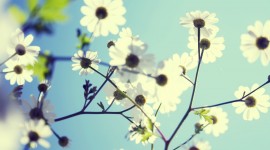 Spring Flowers Photo
