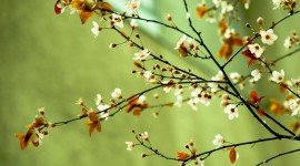 Spring Flowers Photo Download