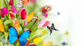 Spring Flowers Photo Download#1