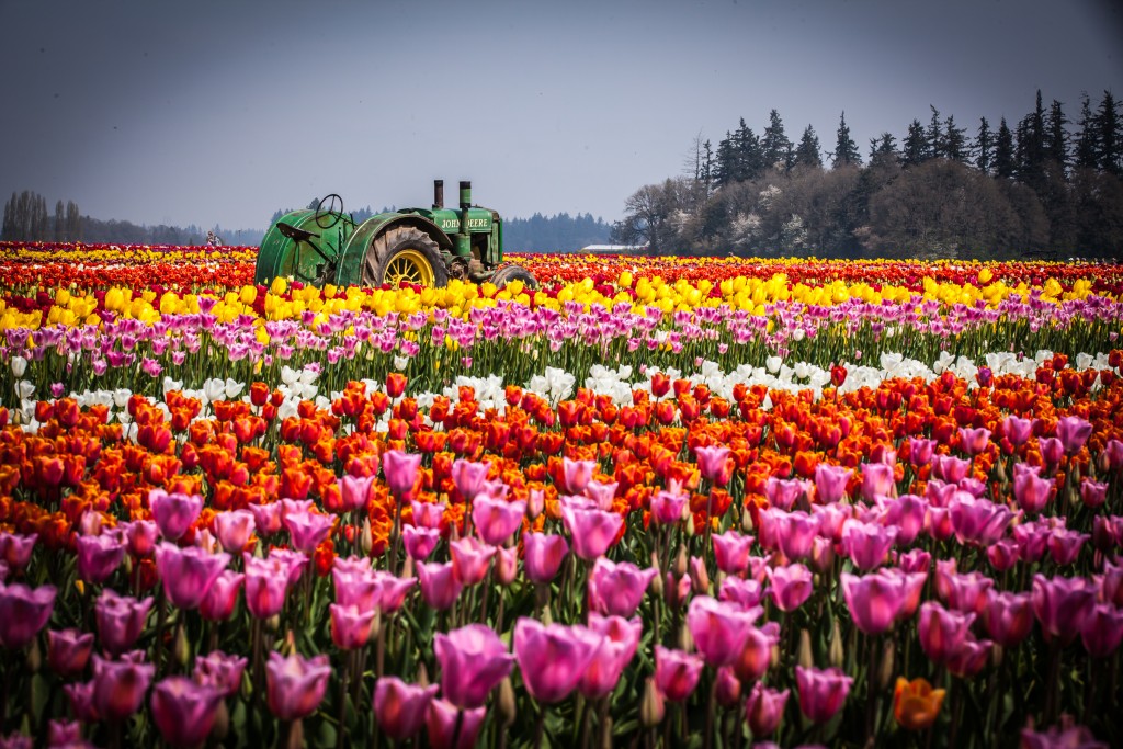 Tulips Farms wallpapers HD
