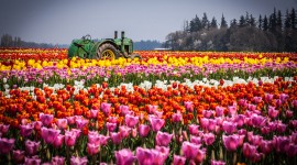 Tulips Farms Best Wallpaper