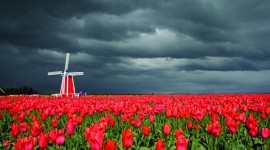 Tulips Farms Desktop Wallpaper