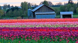 Tulips Farms Desktop Wallpaper For PC