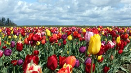 Tulips Farms Desktop Wallpaper#1
