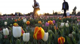Tulips Farms Photo