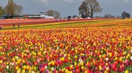 Tulips Farms Photo Download