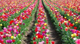 Tulips Farms Photo Download#1