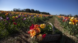 Tulips Farms Photo#1