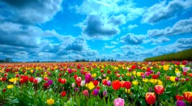 Tulips Farms Wallpaper 1080p