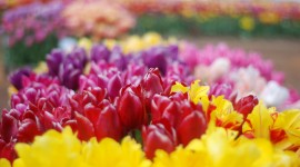 Tulips Farms Wallpaper Download