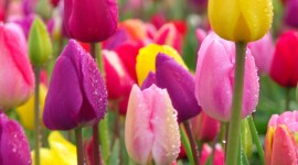 Tulips Farms Wallpaper For Android