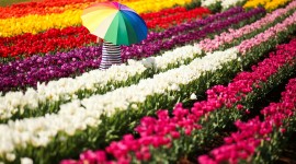 Tulips Farms Wallpaper For PC