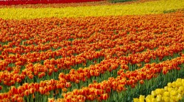 Tulips Farms Wallpaper Free
