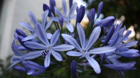 Agapanthus wallpapers high quality