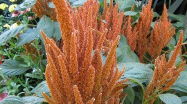 Amaranthus Wallpaper For IPhone Free