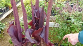 Amorphophallus Wallpaper For Android