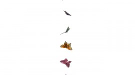 Butterfly Garland Wallpaper For IPhone#1