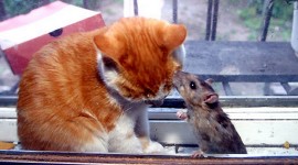 Cat And Mouse Photo#1
