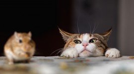 Cat And Mouse Wallpaper Download