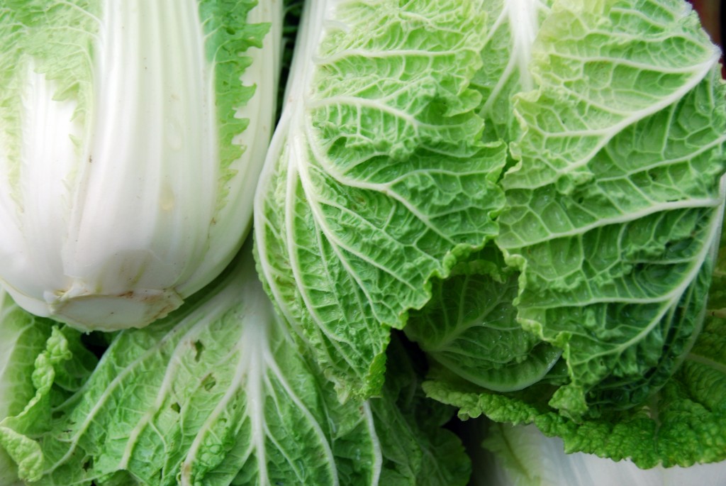 Chinese Cabbage wallpapers HD