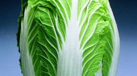 Chinese Cabbage Wallpaper For IPhone