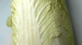 Chinese Cabbage Wallpaper For IPhone Download