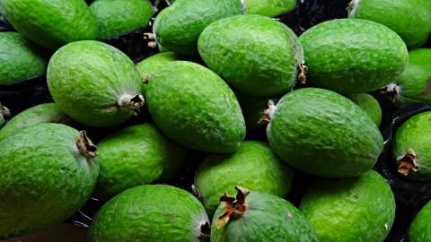 Feijoa wallpapers high quality