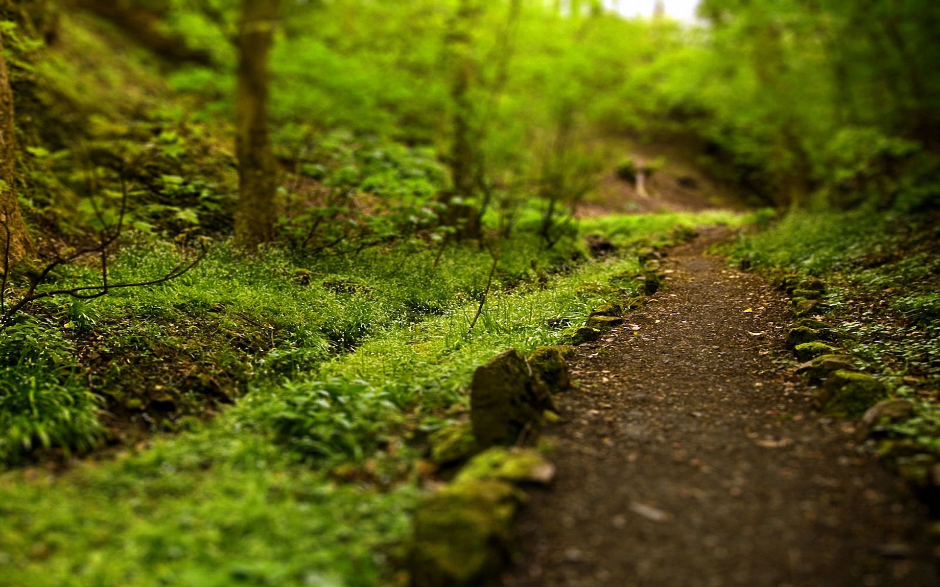Forest Path Wallpapers High Quality | Download Free
