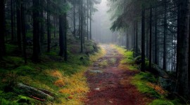 Forest Path Desktop Wallpaper HD