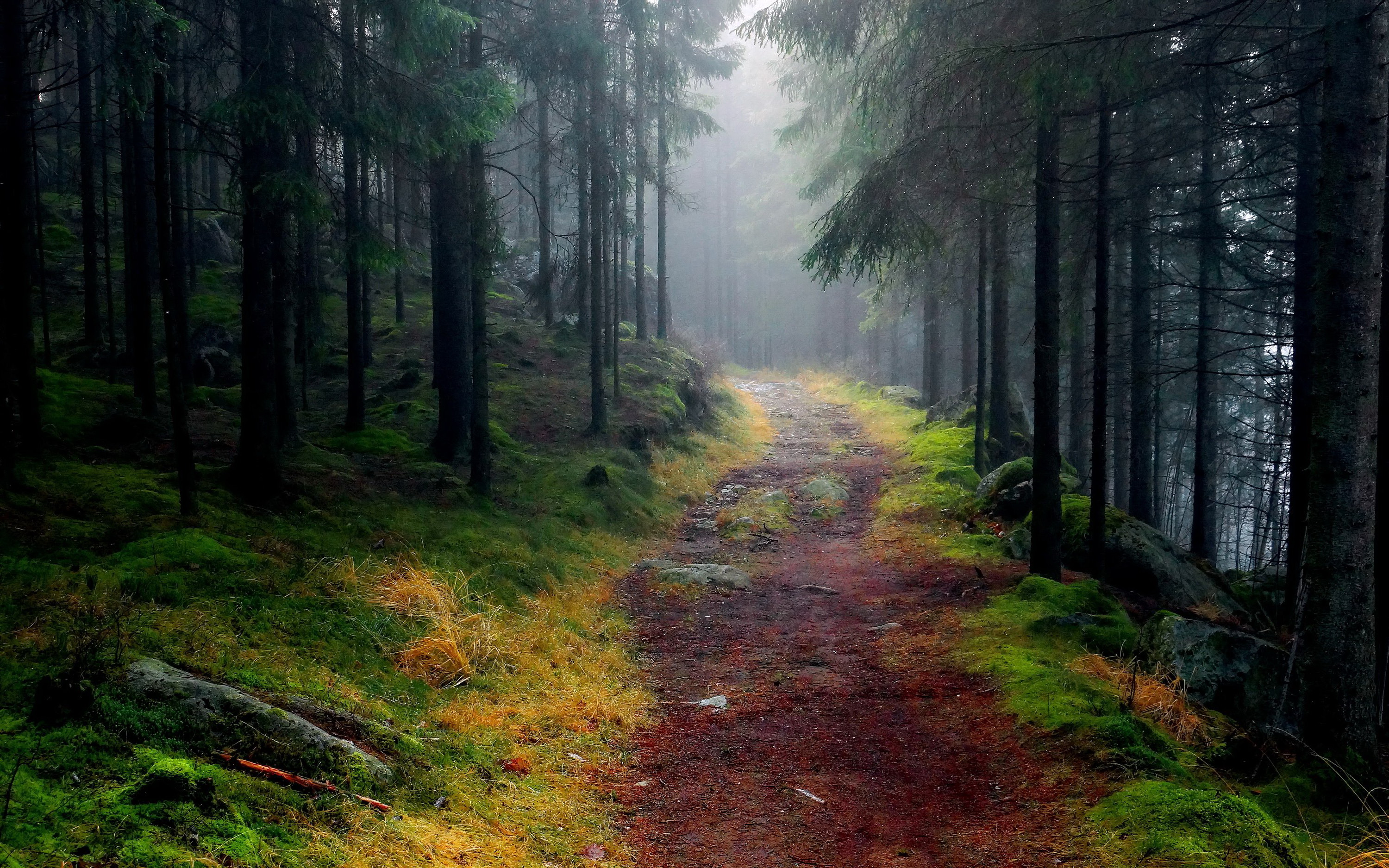 Forest Path Wallpapers High Quality | Download Free