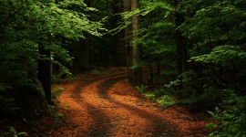 Forest Path Photo