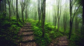 Forest Path Photo Download