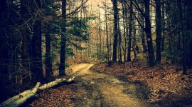 Forest Path Photo Free