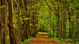 Forest Path Wallpaper For Android