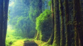 Forest Path Wallpaper For IPhone