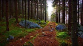 Forest Path Wallpaper Full HD#2
