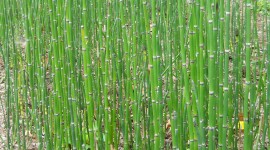 Horsetail Wallpaper For IPhone 6 Download
