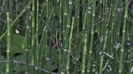 Horsetail Wallpaper For IPhone 7