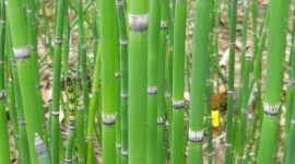 Horsetail Wallpaper For IPhone Free