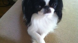 Japanese Chin Wallpaper For Android