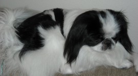 Japanese Chin Wallpaper For PC